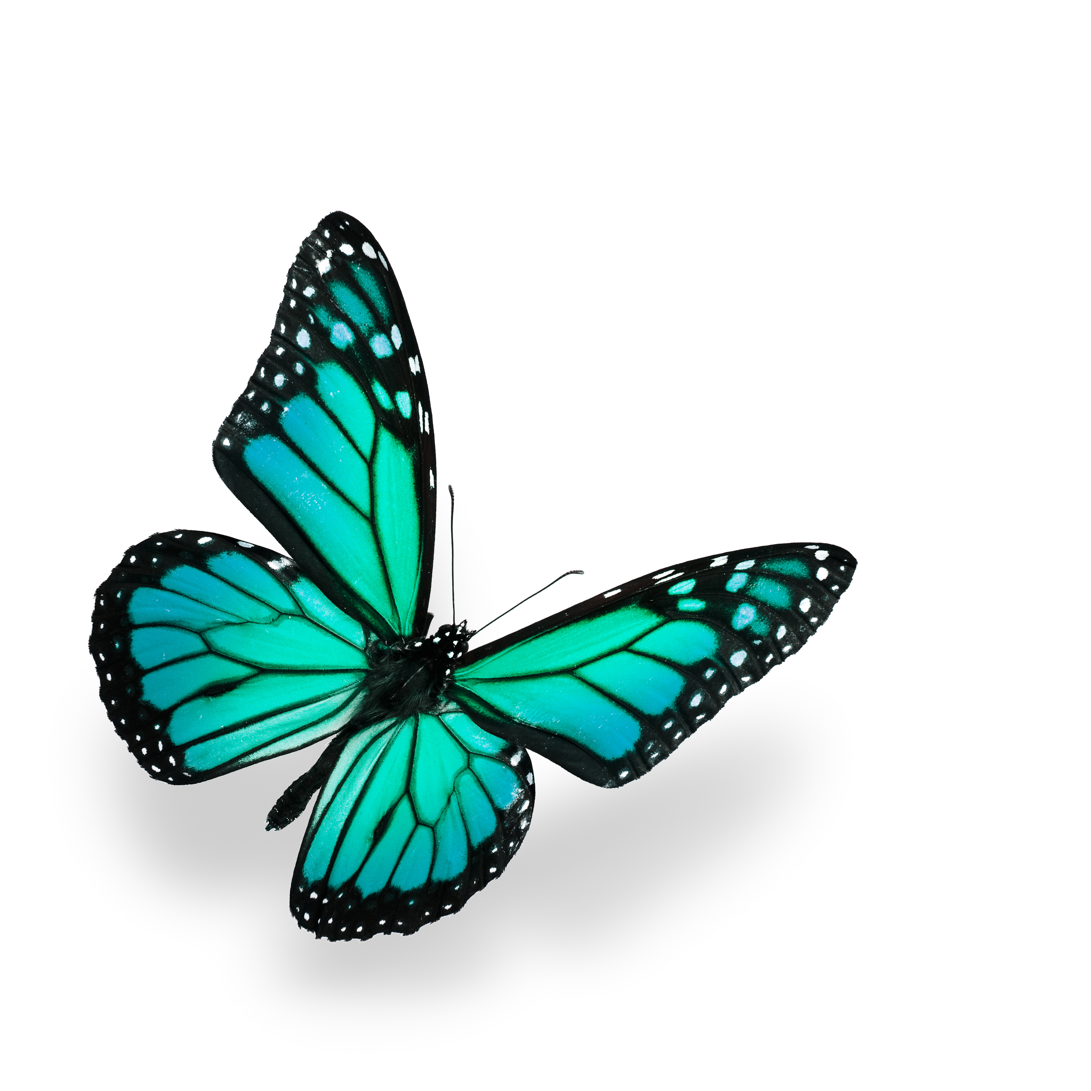 H.O.W. Fun! Event In The Hamptons! - logo